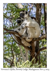 Verreaux's Sifaka & juvenile