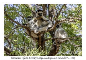 Verreaux's Sifaka