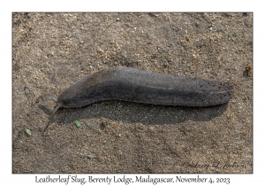 Leatherleaf Slug