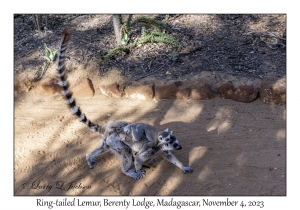 Ring-tailed Lemur & juvenile