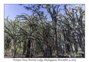 Octopus Trees