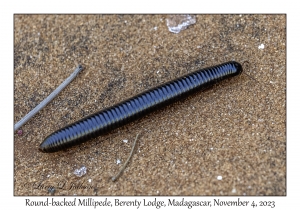 Round-backed Millipede