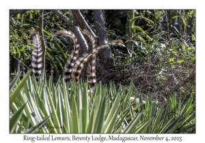 Ring-tailed Lemurs