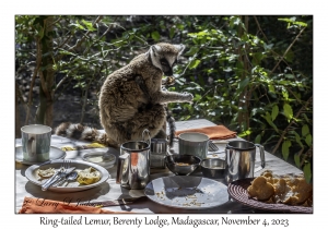 Ring-tailed Lemur & juvenile