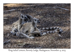 Ring-tailed Lemurs