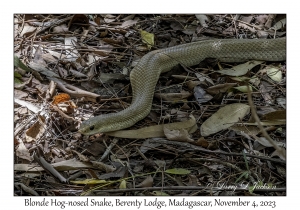 Blonde Hog-nosed Snake