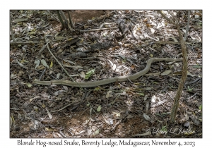 Blonde Hog-nosed Snake