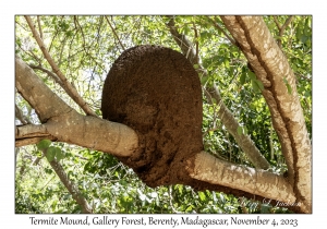 Termite Mound