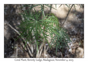 Coral Plant