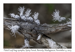 Flatid Leaf-bug nymphs