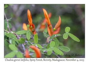 Chadsia grevei latifolia