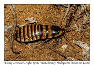 Hissing Cockroach