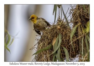 Sakalava Weaver male