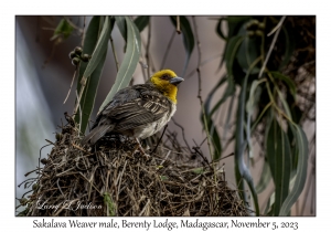 Sakalava Weaver male