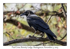 Pied Crow