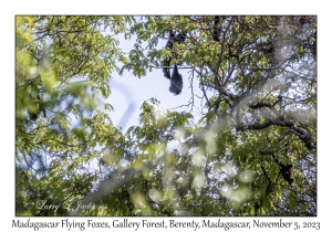 Madagascar Flying Fox