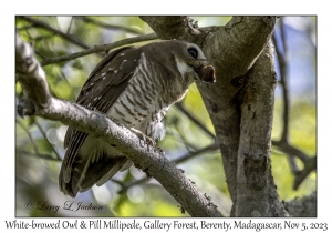 White-browed Owl