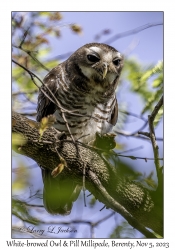 White-browed Owl