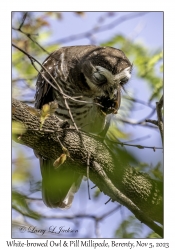 White-browed Owl