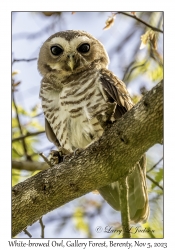 White-browed Owl