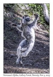 Verreaux's Sifaka