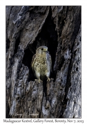 Madagascar Kestrel