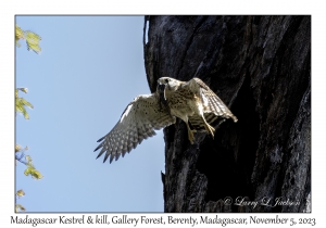 Madagascar Kestrel