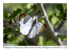 Madagascar Orange-tip