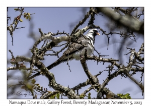 Namaqua Dove male