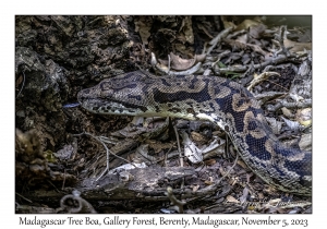 Madagascar Tree Boa