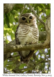 White-browed Owl