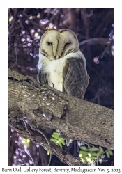 Barn Owl