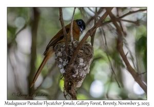 Madagascar Paradise Flycatcher female