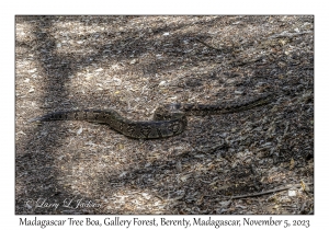 Madagascar Tree Boa