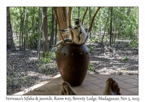 Verreaux's Sifaka & juvenile