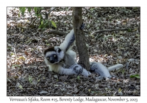 Verreaux's Sifaka