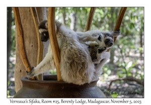 Verreaux's Sifaka & juvenile