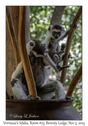 Verreaux's Sifaka & juvenile