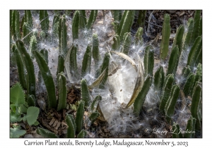 Carrion Plant seeds