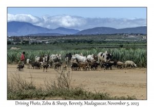 Zebu & Sheep