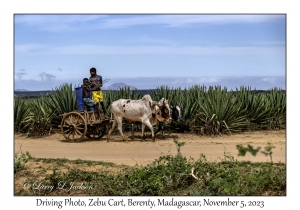 Zebu Cart