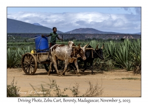 Zebu Cart