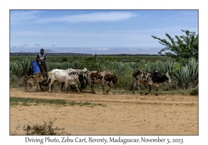 Zebu Cart