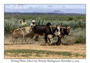 Zebu Cart