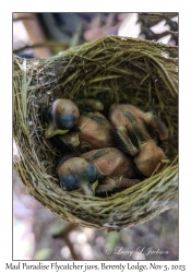 Mad Paradise Flycatcher juveniles