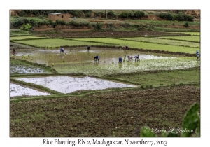 Rice Planting