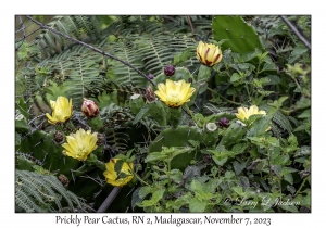 Prickly Pear Cactus