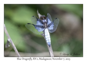 Blue Dragonfly