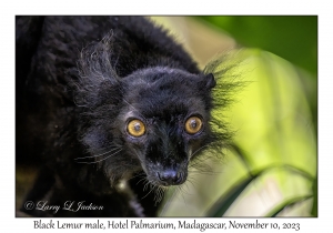Black Lemur male