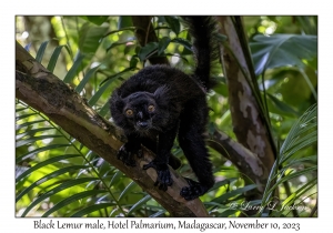 Black Lemur male